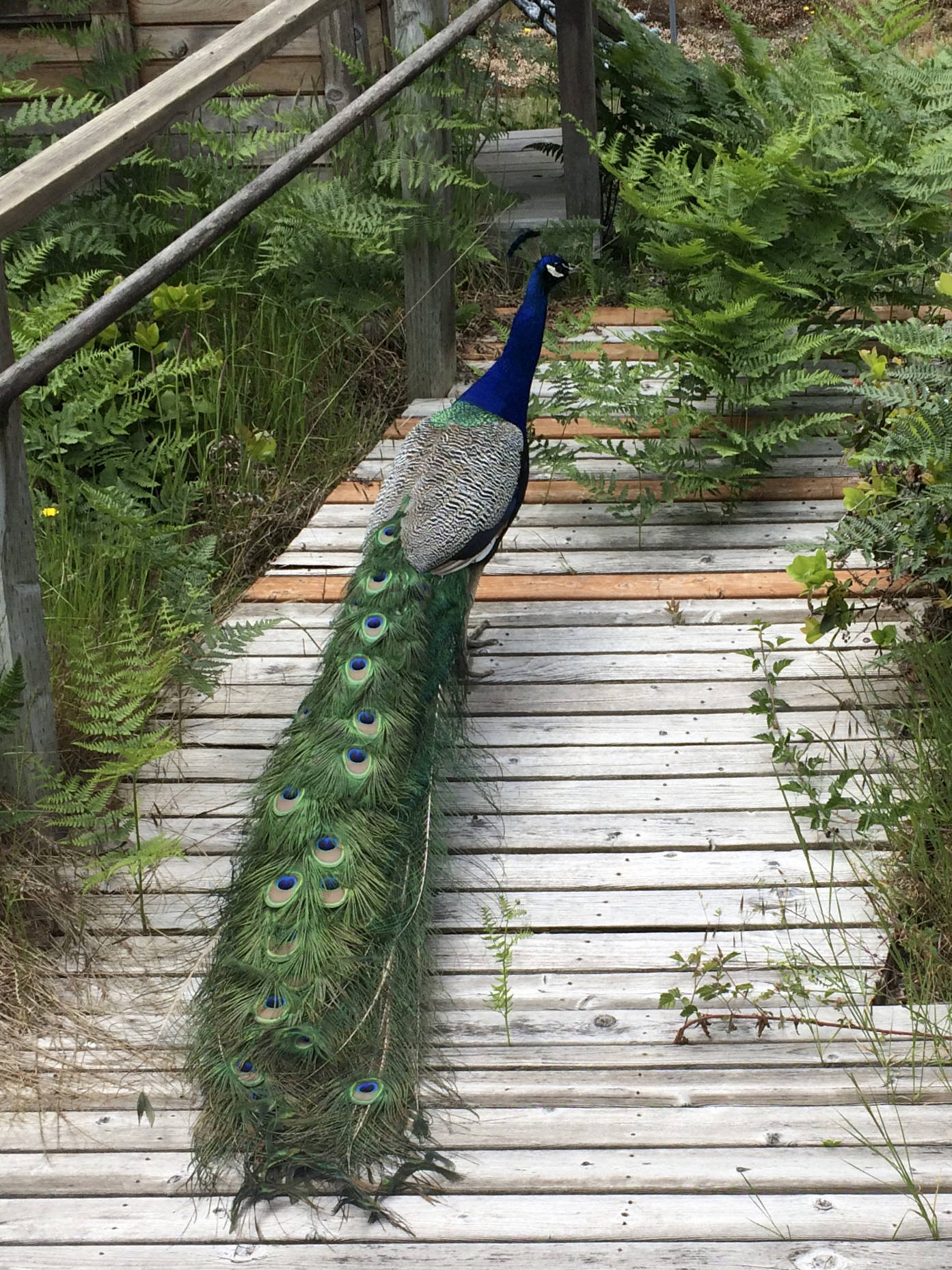 Peacocks roam the neighborhood of Beards Cove in sportswriter Shaun Scott’s childhood hometown of Belfair. Shaun Scott/staff photo