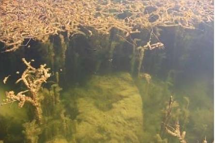 Eurasian watermilfoil. Courtesy of kingcounty.gov