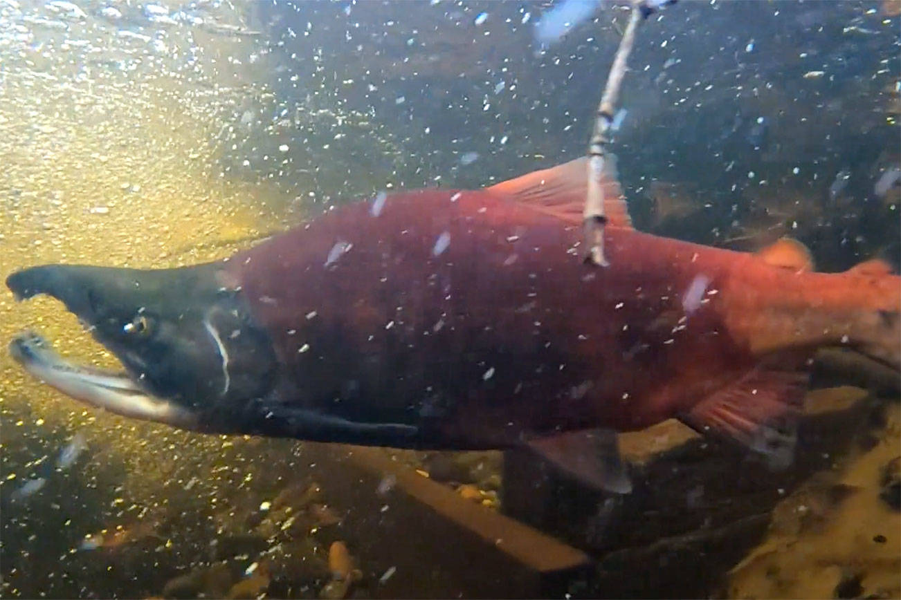 Freshwater variety of kokanee salmon from Lake Sammamish. 	File photo