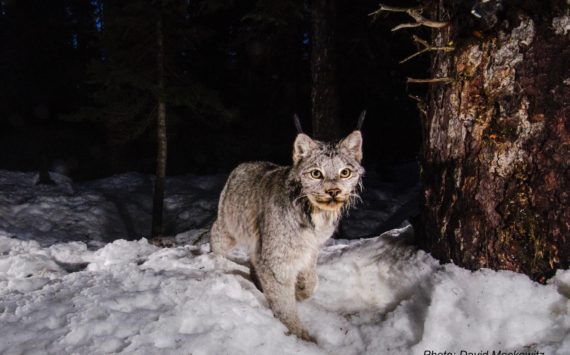 Canada lynx. (Photo courtesy of David Moskowitz)