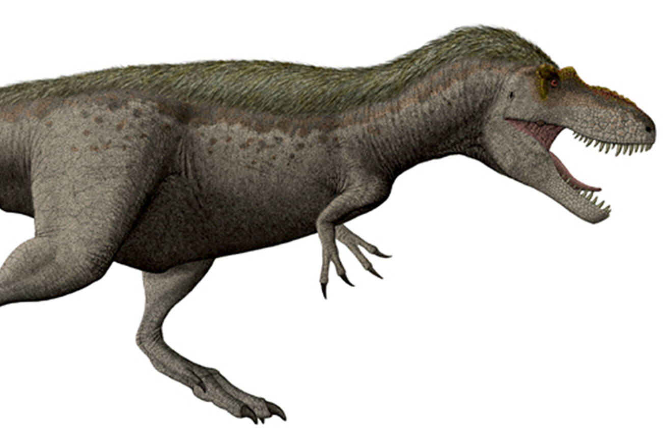 The only dinosaur discovered in Washington state was discovered by paleontologists who found a portion of a left femur of a therapod dinosaur at Sucia Island state park in the San Juan Islands. While scientists are unsure exactly what type of therapod the fossil belongs to, evidence suggests it is a Daspletosaurus. The dinosaur has been nicknamed Suciasaurus rex. This image shows a Daspletosaurus torosus restoration. (Wikipedia)