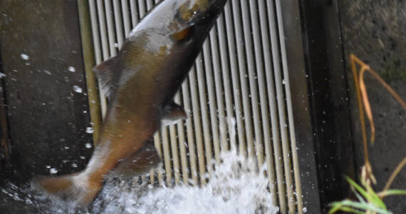 Salmon makes its way up stream to spawn. (Photo by Oscar Kelley)