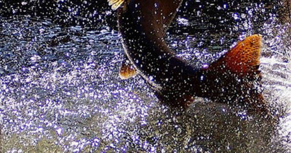 A salmon moves through the water during Salmon Days in Issaquah. File photo courtesy of T.J. Moody