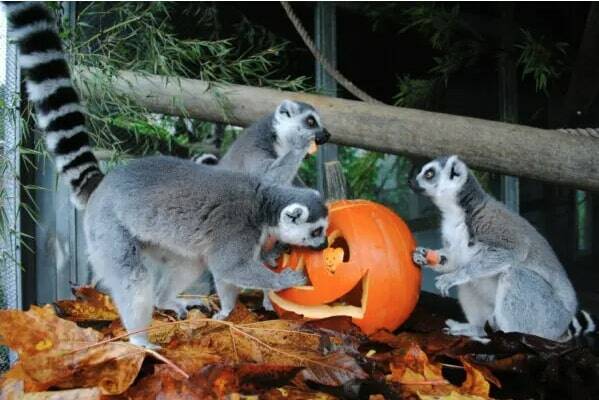 Cougar Mountain Zoo, located at 9525 SE 54th St., is hosting a howl-o-ween celebration. (Photo courtesy of Cougar Mountain Zoo)