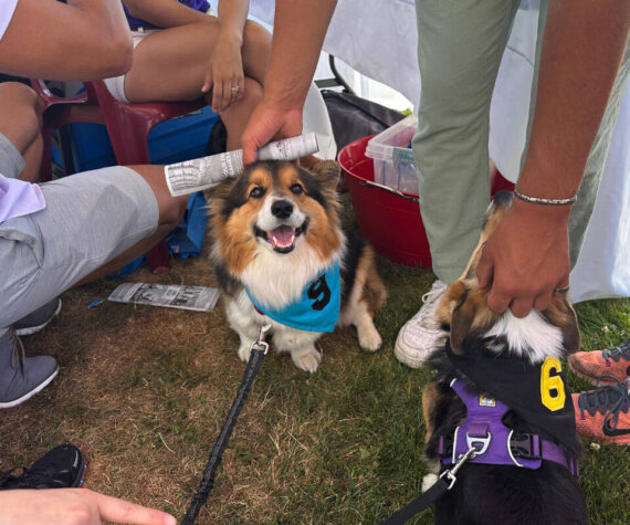 Danielle and Aaron Motyka, will participate with their dog Harrison in the Emerald Downs’ Corgi World Championship Races for charity on July 14.