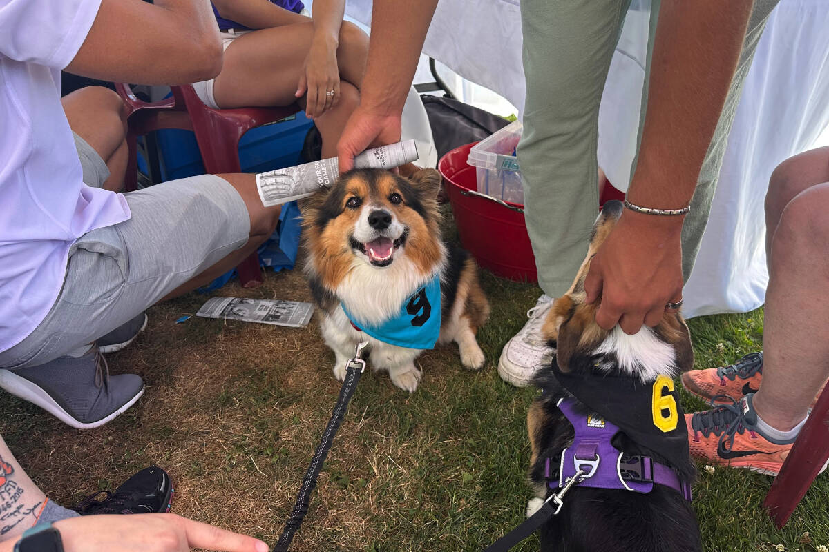 Danielle and Aaron Motyka, will participate with their dog Harrison in the Emerald Downs’ Corgi World Championship Races for charity on July 14.