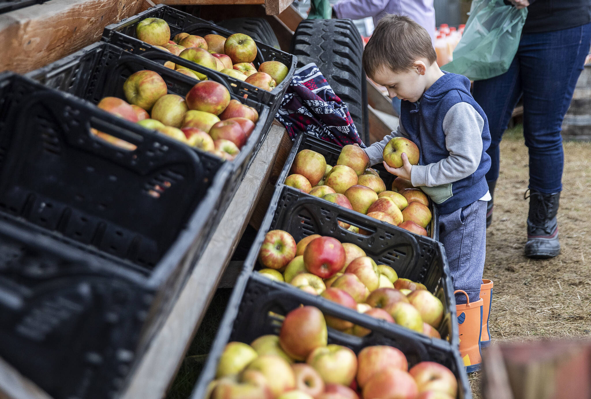 A boy picks out Honeycrisp apples for his family at Swans Trail Farms in Snohomish, Washington. Sound Publishing File Photo