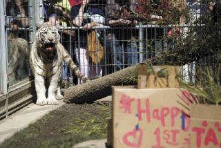 Clockwise from top left: “Taj” the golden Bengal tiger tries to get some frosting that was left on his nose after he was given a special cake as part of his first birthday celebration. Taj pounces on some bamboo during his birthday party last week at the Cougar Mountain Zoo. Taj is rapidly losing his baby teeth